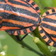 Graphosoma lineatum
